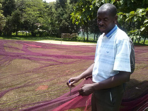 Dr Ntegeyibizaza Samson ushinzwe ubuhinzi muri RAB mu Burengerazuba, yerekana umutego wafashwe.