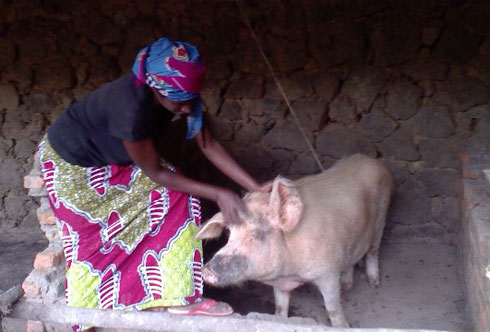 Dusabemungu avuga ko ingurube imwe ibyara gatatu mu mwaka.