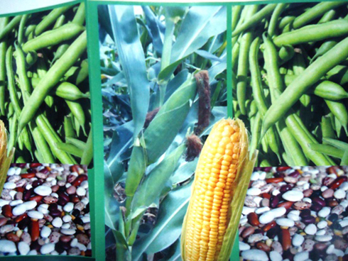 Bimwe mu bihingwa byera mu Rwanda ngo ni umwihariko w