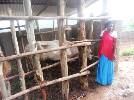 Umukecuru Kantundiye bamugabiye inka.