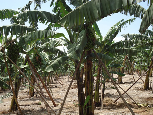 Urutoki abaturage baribumurikire Perezida Kagame kuko yabafashije kugera ku bumenyi bwongera umusaruro 