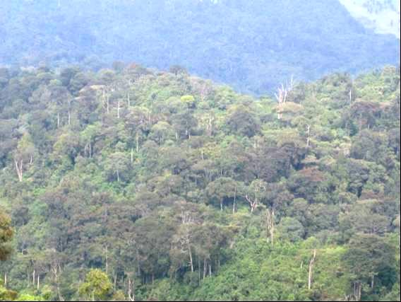 Bimwe mu biti bya Gishwati bikunze kwangizwa.