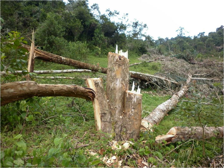 Gusarura ishyamba rya Leta utabiherewe uburenganzira bihanwa n