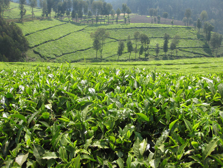 Hakenewe kongerwa ubuso buteyeho icyayi.