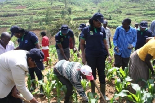 Hakozwe umuganda wo gushyira ifumbire ku bigori.