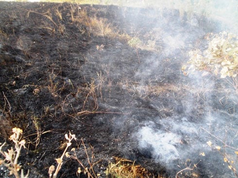 Hamwe mu hahiye hari hamaze igihe gito hatewemo ingemwe z