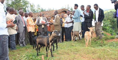 Koperative Isamaza ikorera mu Murenge wa Ngororero yahawe amatungo.