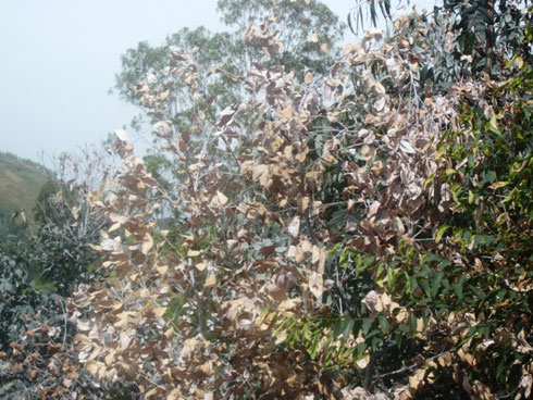 Hari aho usanga iyi ndwara ikabije cyane nko mu Ishyamba rya Mutazigama ryo mu kagari ka Rugari mu murenge wa Macuba.