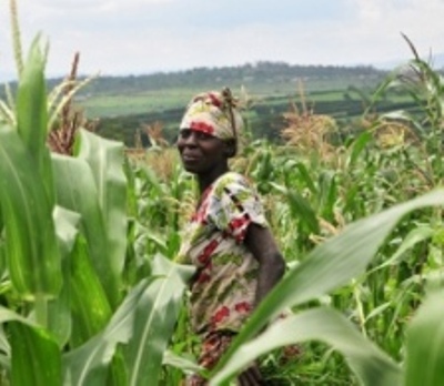 Ubuhinzi bufatiye ubukungu bw'u Rwanda akamaro kanini.