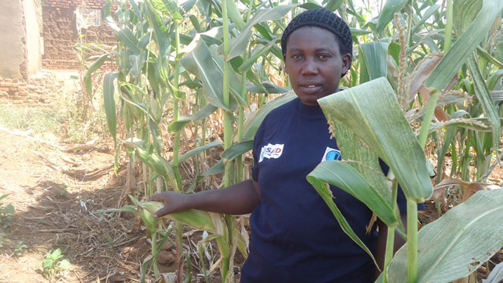 Ibigori bihekaho kimwe gusa ari nayo mpamvu umusaruro uba mucye.