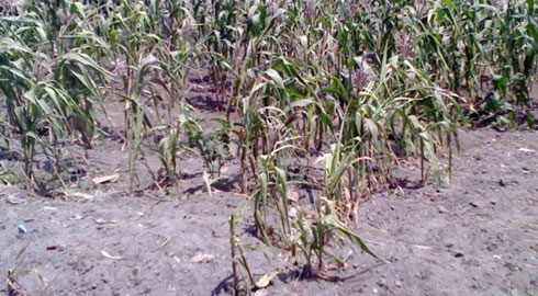 Ibigori byahinzwe nyuma byatangiye kuma.