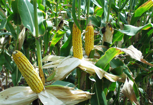 Barashaka kubyaza amafaranga menshi umusaruro w'ibigori bezaga Nyamagabe.