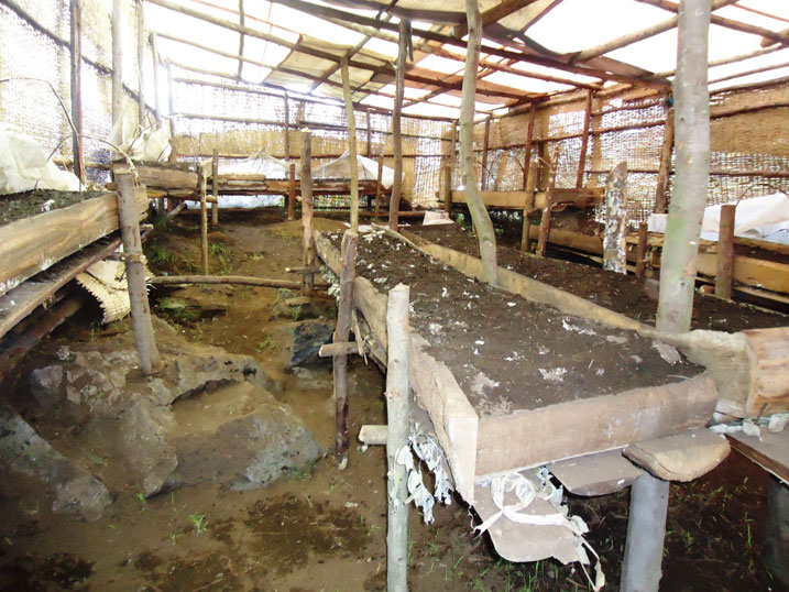 Ibihumyo bimwe bongeye guhinga,byatangiye kumera.