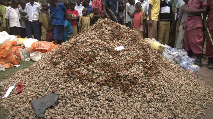 Ibiro 418 by'urumogi rwangijwe mu karere ka Rubavu.