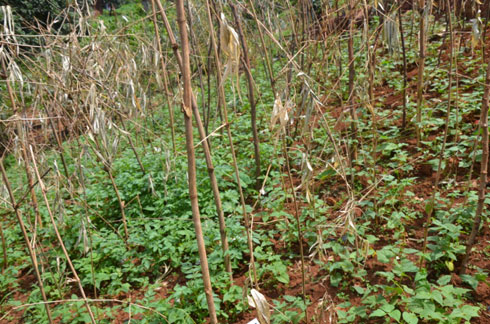 Ibishyimbo byavanzwe n'urumogi.