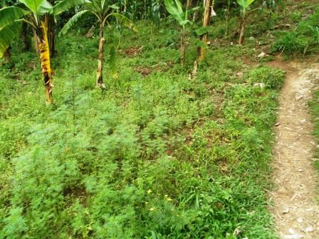 Ibishyimbo byahinzwemo izuba ryabitwitse bikimara kumera.