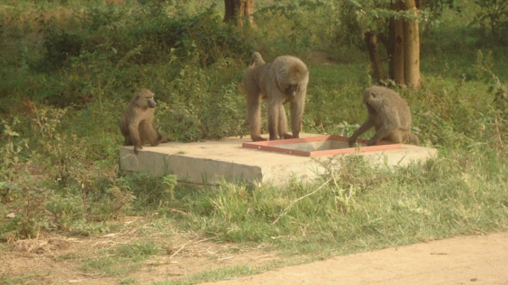 Ibitera bisohoka mu ishyamba rikikije Umuvumba bikona imyaka y