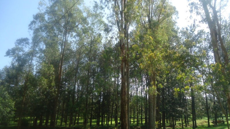 Uretse kurinda umuyaga ibiti bikuze bishobora gukurwamo imbaho.