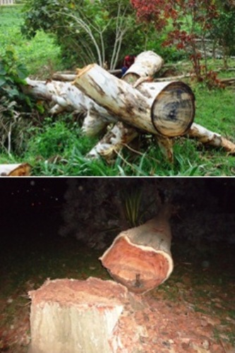 Ibiti bishaje byo ku muhanda Bwishyura-Rubengera byatangiye gutemwa n'ababiguze.