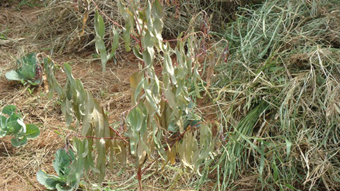 Bimwe mu biti byatewe byarumye kubera imiswa.