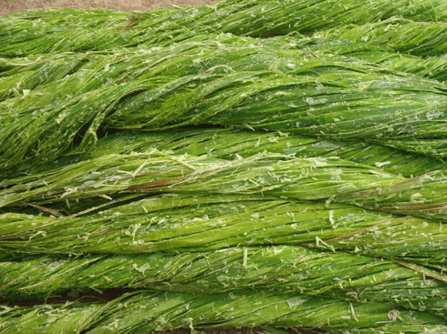 Ibyatsi by'imigwegwe babohamo ibiziriko by'amatungo.