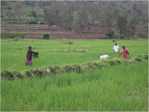 Igishanga cya Ntende cyaguyemo Nsengumukiza.