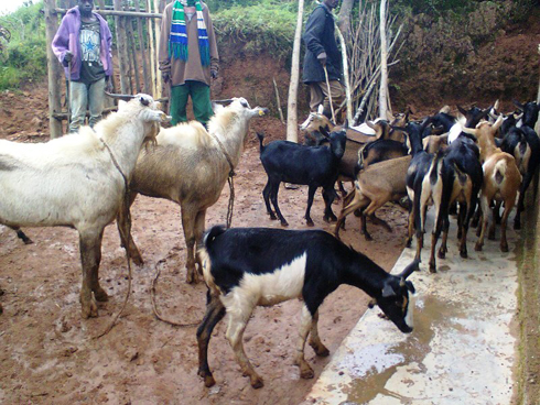 Ihene nini ziruta izindi, ni amasekurume ya kijyambere agomba kuzatanga icyororo kivanze.