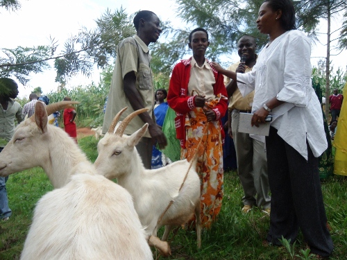 Ihene zikamwa litiro enye ku munsi zavuye muri Afurika y
