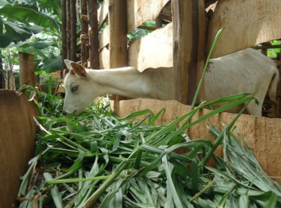 Ihene zitanga umukamo zisaba kwitabwaho no kubakirwa.