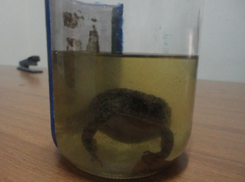 Iki gikeri ukibonye agirango ni kizima kandi kimaze imyaka 9 gipfuye.