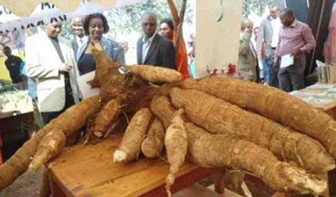 Ngo amakuru bavana mu ikoranabuhanga abafasha kubona umusaruro mwinshi ukomoka ku buhinzi.