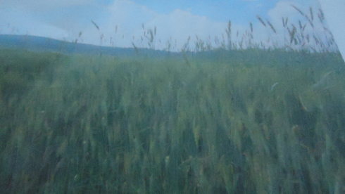 Imbuto ivanze igaragazwa n