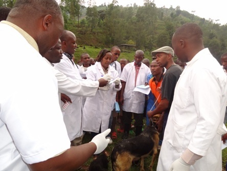 Imbwa yakingirwaga yahabwaga icyangombwa.