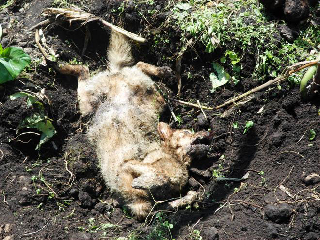 Imikaka yacyo yo ngo ni nk'iy'imbwa.