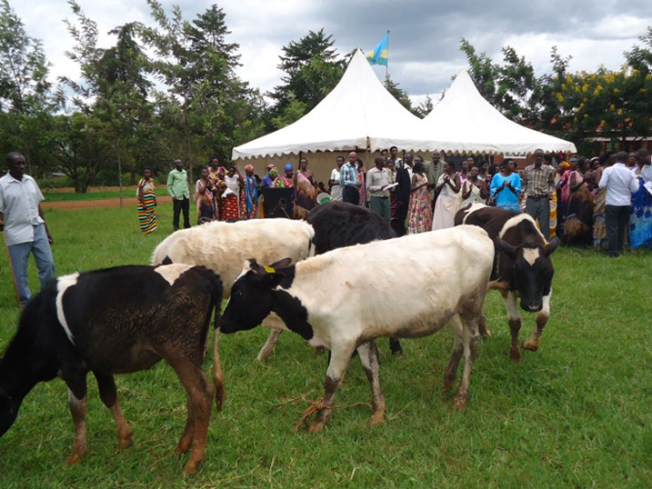Imiryango itanu yahawe inka n'abagore bishimira iterambere bamaze kugeraho.