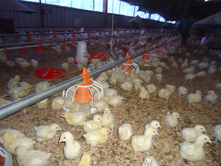 Imishwi imaze icyumweru kimwe ivutse mu mushinga wa Haguminshuti.