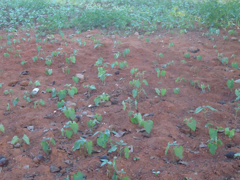 Imwe mu myaka abaturage bahinze yatangiye kuma, indi yanze kumera kubera kubura imvura.