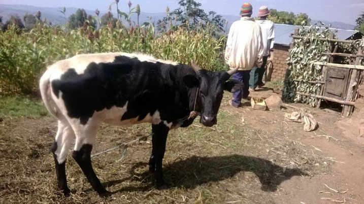 Imwe mu nka zahawe abasigajwe inyuma n'amateka muri gahunda ya Girinka Munyarwanda.