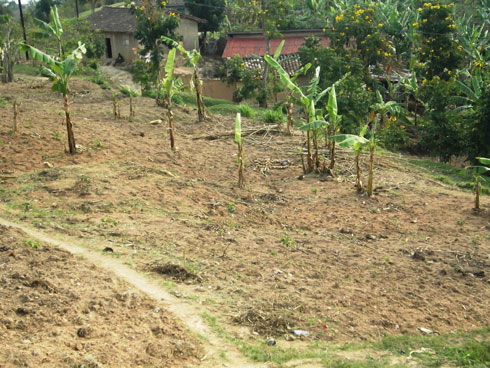 Indwara ya kirabiranya yatumye urutoki rucika n'igiciro gito cya kawa ngo ni byo byatumye ako gasozi indatwa gasubira inyuma.