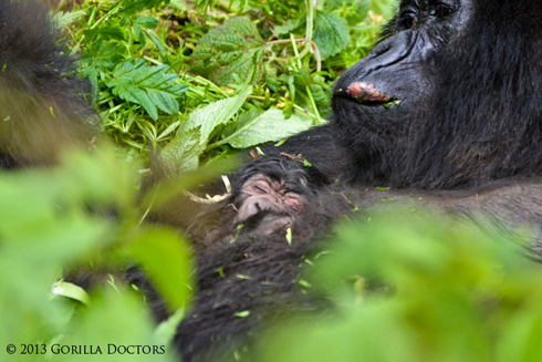 Ingagi nkuru Umuhanga (ifite igikomere ku munwa) yibarutse bituma umubare w