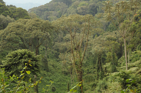 Inganda nizimurirwa hamwe ngo bizagira akamaro mu kubungabunga ibidukikije.