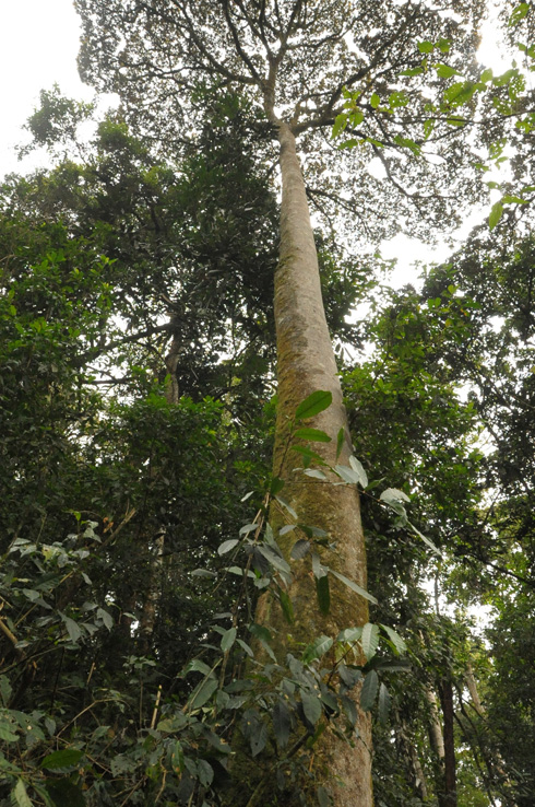 Minisiteri ishinzwe inganda irifuza ko iterambere ry'inganda rijyana no kubungabunga urusobe rw'ibinyabuzima n'ibidukikije.