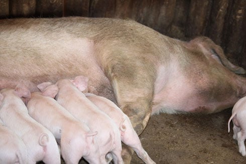 Ingurube yoroye yonsa ibyana byayo.