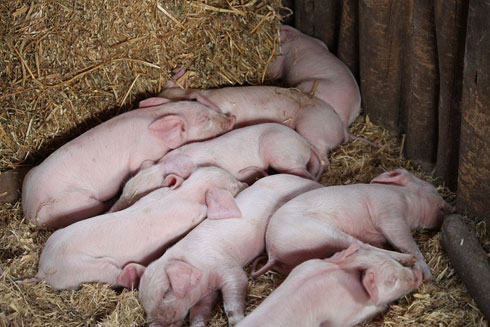 Ingurube zo mu bwoko bwa Landrece.