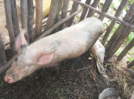 Abandi nabo babishoboye bakorora ingurube.