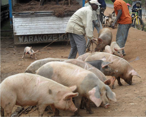 Muri gahunda yiswe Students on field biyemeje no kuremera Abanyarwanda babaha amatungo magufi nk'ingurube.