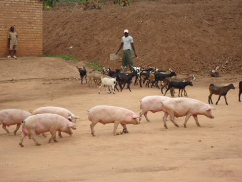 Banahawe ingurube n'ihene.