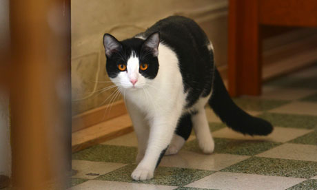 Injangwe Morris yiyamamariza kuyobora umujyi wa Jalata muri Mexico.