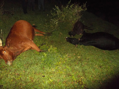 Inka eshatu zakubiswe n'inkuba zihita zipfa.