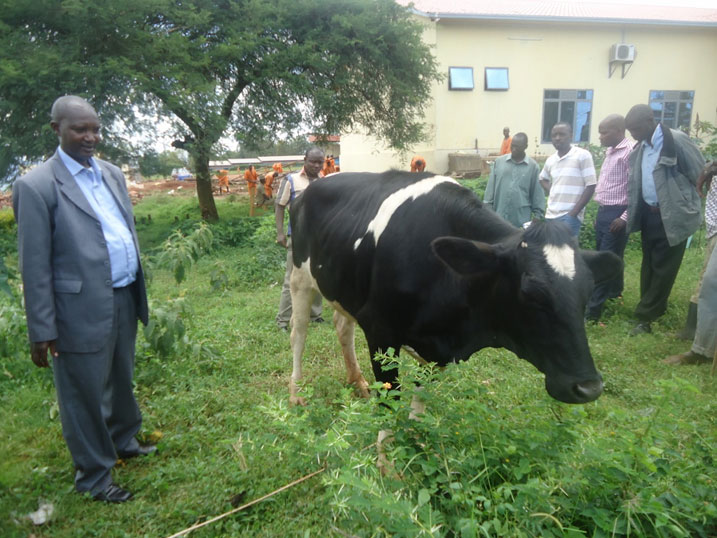 Inka yahembwe uyu muhinzi benshi batangariraga ubwiza bwayo.